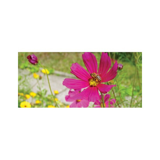Cana “Floare cu albina” 